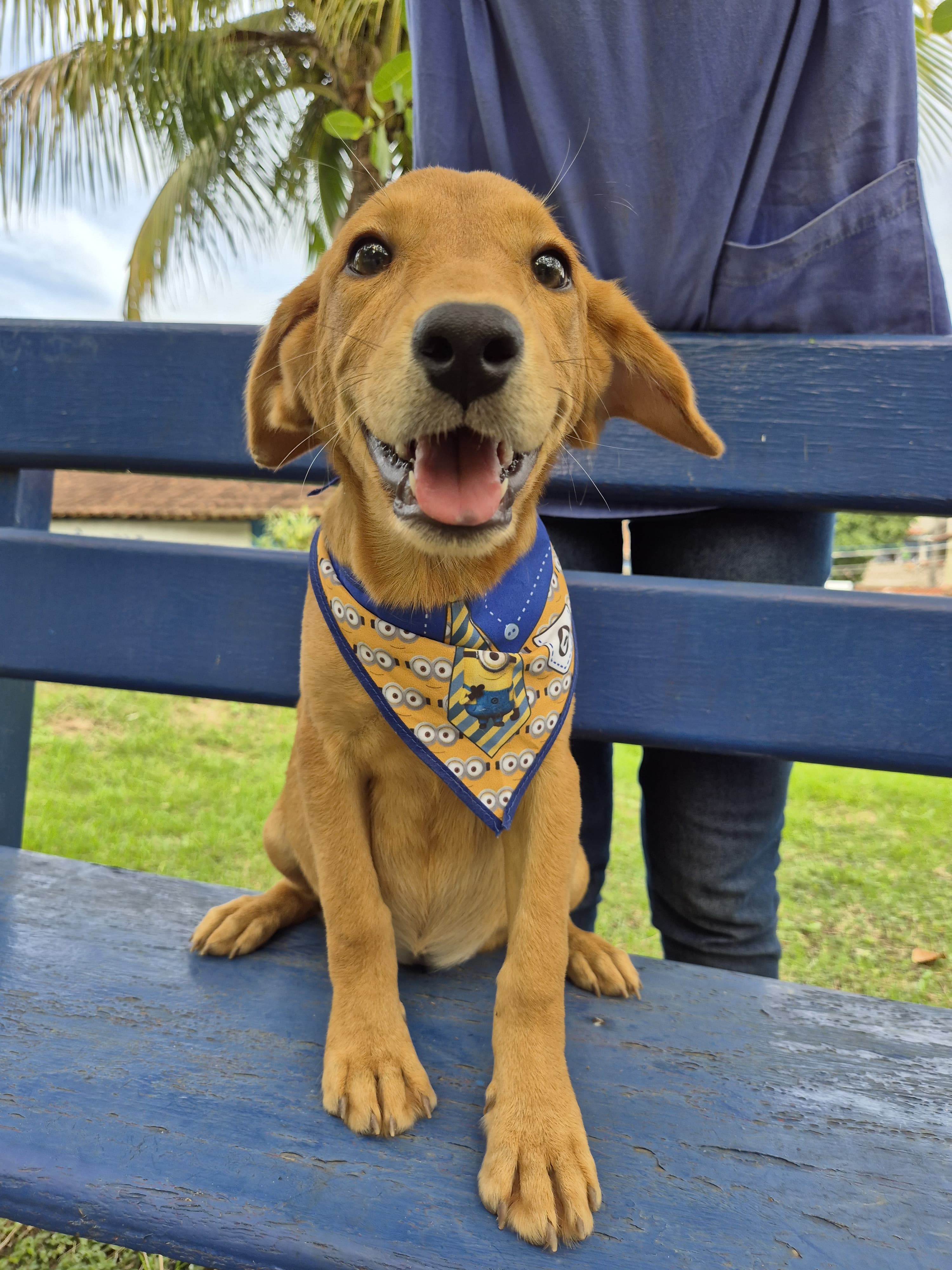 Guarapari será contemplada, pela primeira vez, com verba estadual para castração animal