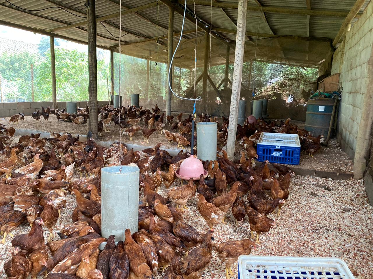 Prefeitura entrega aves para incentivo à produção de ovos caipiras em Guarapari