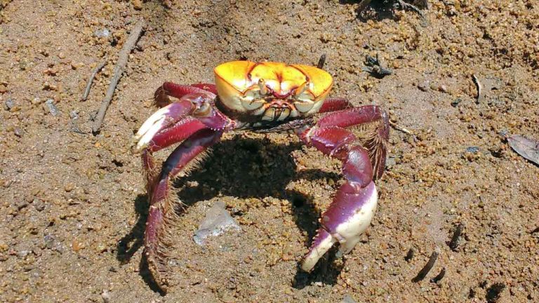 Começa mais um período de defeso do Caranguejo-Uça