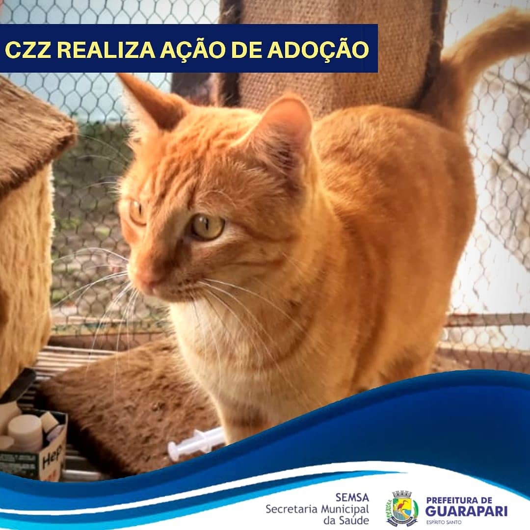 Lindos gatinhos estão a espera de um lar, adote um!