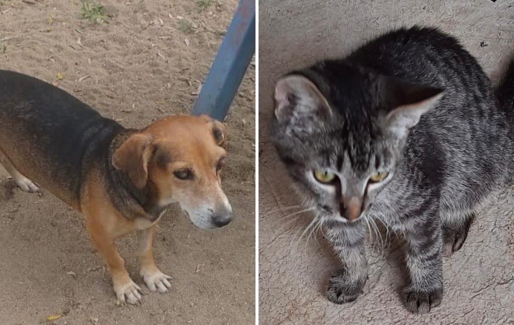 CCZ de Guarapari já castrou mais de 388 animais somente neste ano 