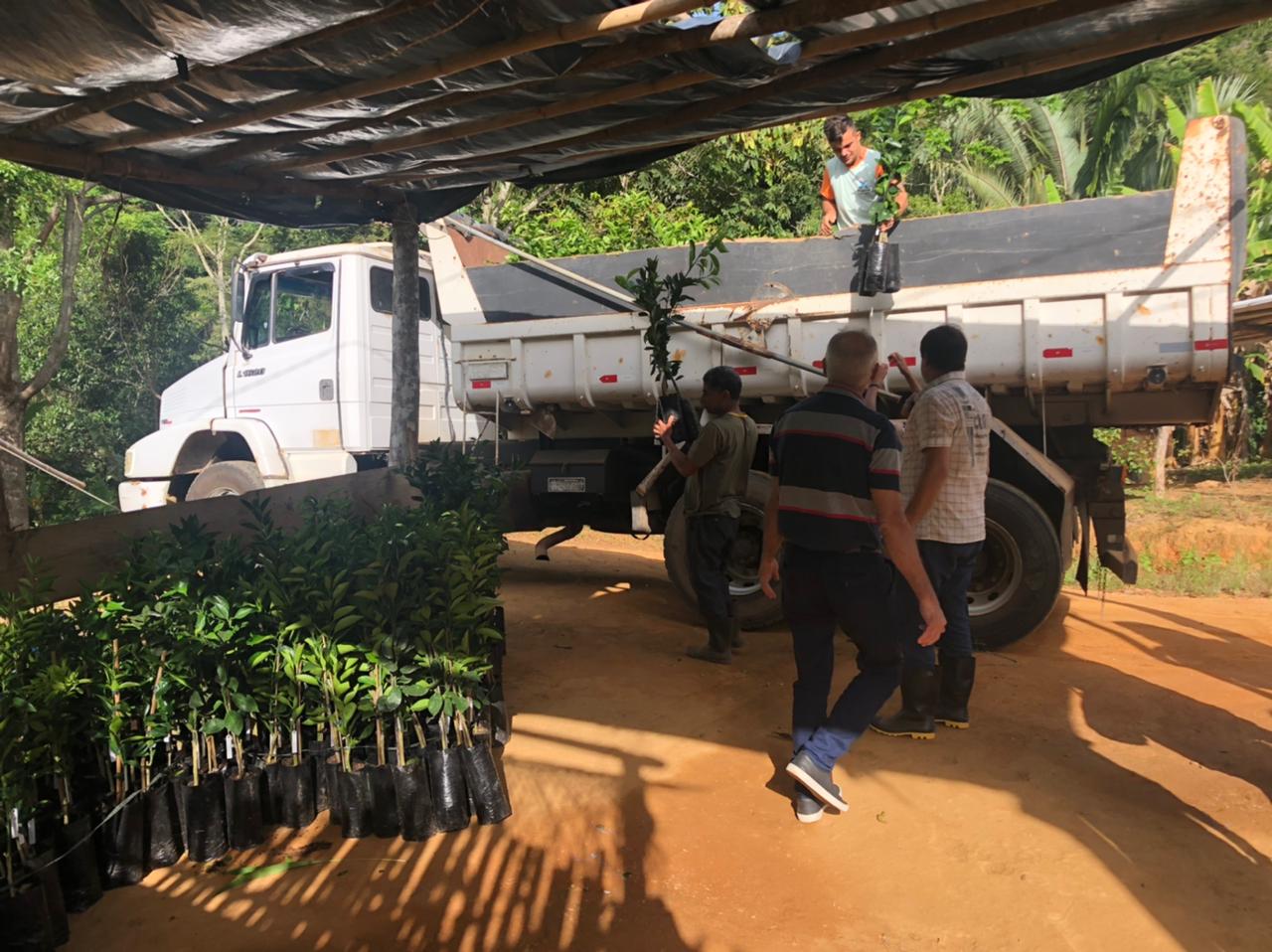 Prefeitura inicia entrega de mudas do Projeto de Fruticultura, no município.