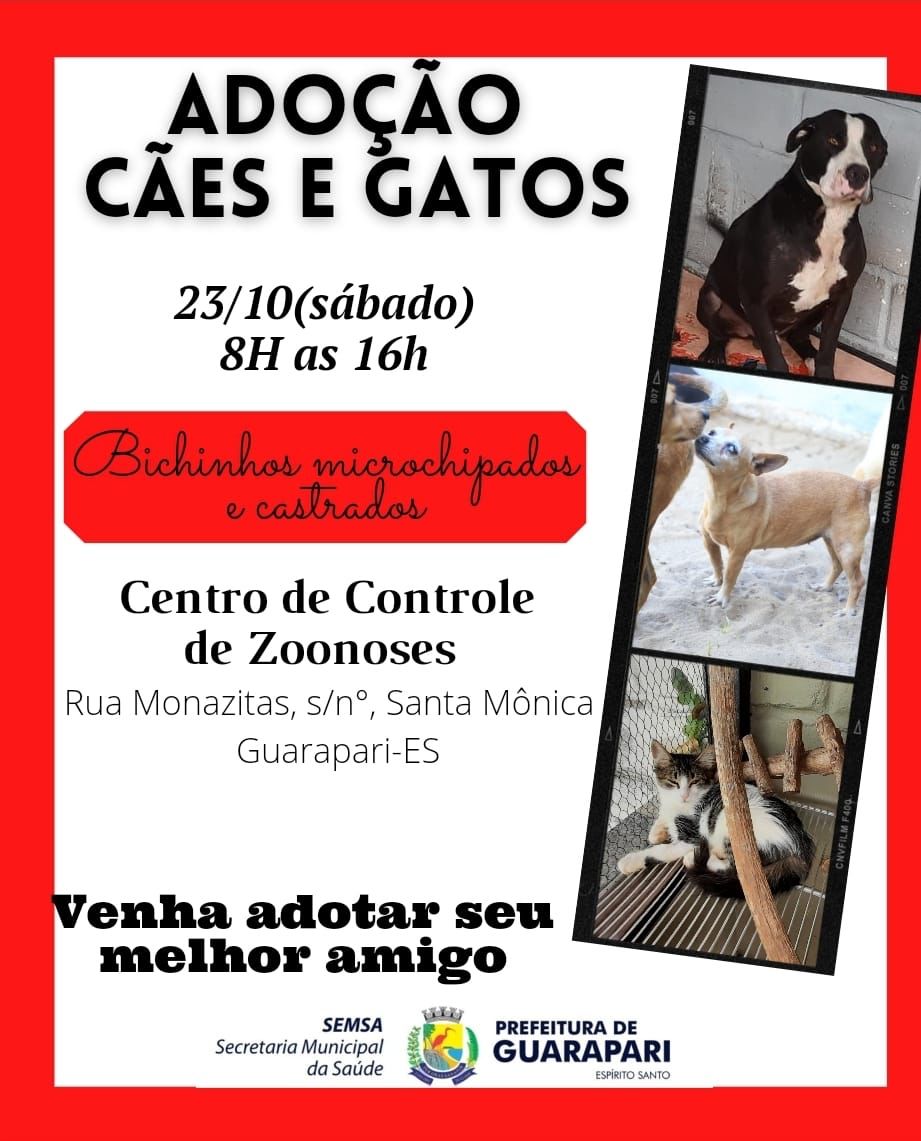 Que tal adotar um amiguinho de quatro patas? 